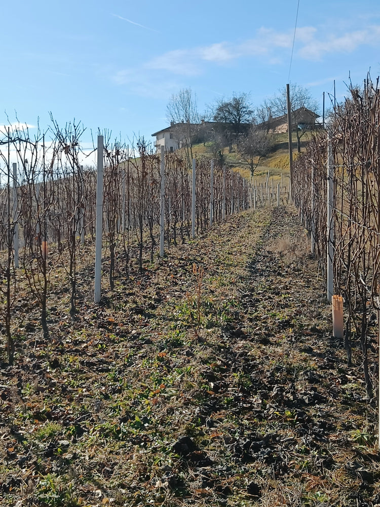 Cascina Bricco Appiani Monforte d' Alba - Flavio Roddolo