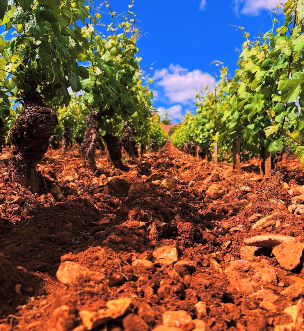 Domaine Joseph Voillot